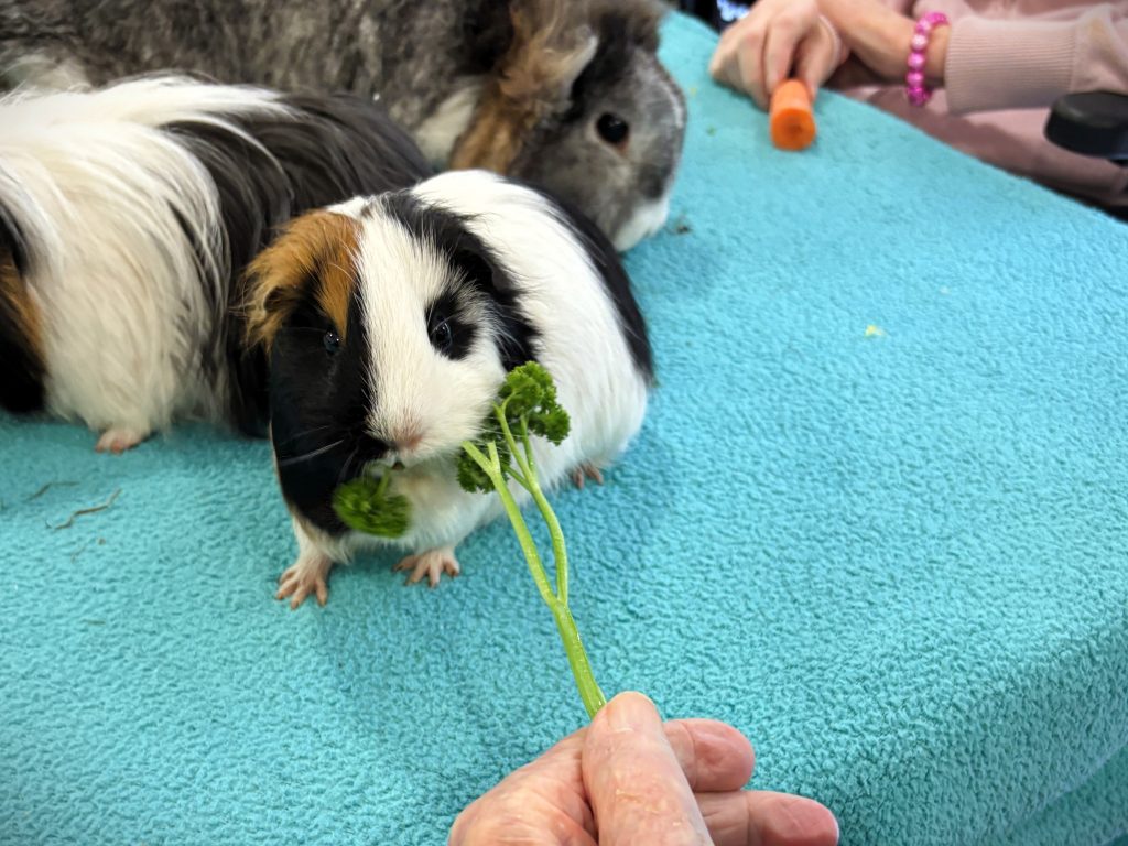 Die Hand eines älteren Menschen lässt ein Meerschweinchen mit schwarz-weiß-hellbraunem Fell auf einer hellblauen Decke einen Stängel Petersilie knabbern.