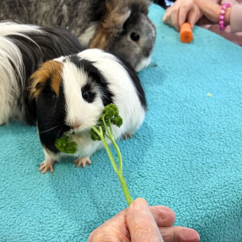 Die Hand eines älteren Menschen lässt ein Meerschweinchen mit schwarz-weiß-hellbraunem Fell auf einer hellblauen Decke einen Stängel Petersilie knabbern.